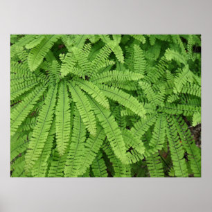 Poster Samambaia Adiante de Cinco Dedos