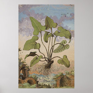 Poster Samambaia botânica antiga de Hemionite da arte