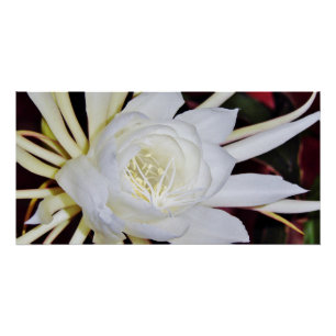 Pôster Samambaia de Staghorn de florescência da noite