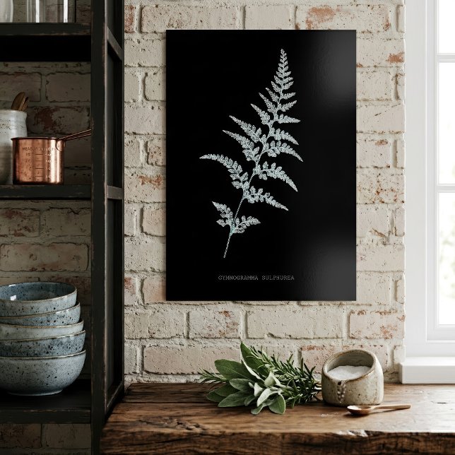 Poster Samambaia-dourada-jamaicana, Gymnogramma Sulphurea (Jamaican Goldback Fern, Gymnogramma Sulphurea. Poster)