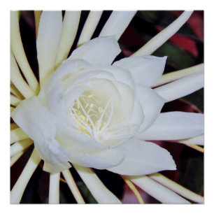 Pôster Samambaia Estrela-do-Amazonas