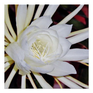 Pôster Samambaia Estrela-do-Amazonas