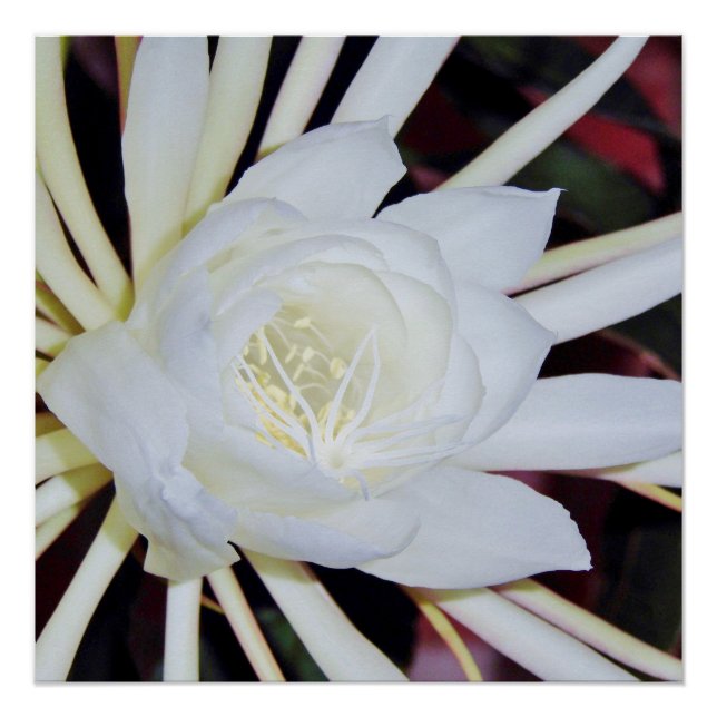 Pôster Samambaia Estrela-do-Mar Noturna (Frente)