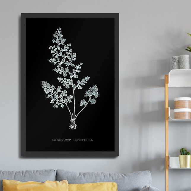 Poster Samambaia - Gymnogramma Leptophylla - efeito de ra (Criador carregado)