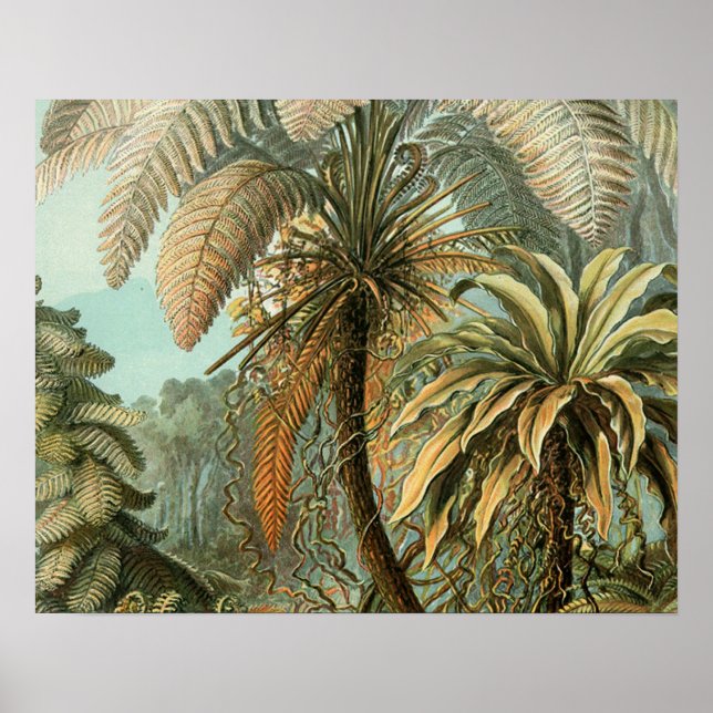 Pôster Samambaia Palmeira Antiga Arte Botânica de Samamba (Frente)