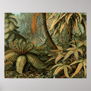 Pôster Samambaia Palmeira Antiga Arte Botânica de Samamba
