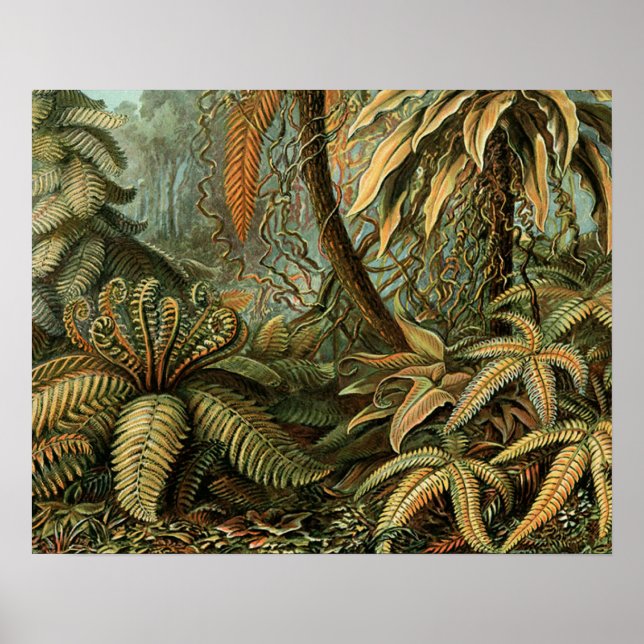 Pôster Samambaia Palmeira Antiga Arte Botânica de Samamba (Frente)