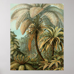 Pôster Samambaia Palmeira Antiga Arte Botânica Samambaia