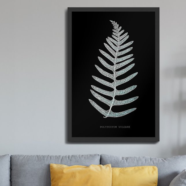 Poster Samambaia - Polypodyum Vulgare - efeito de raio-X  (Criador carregado)