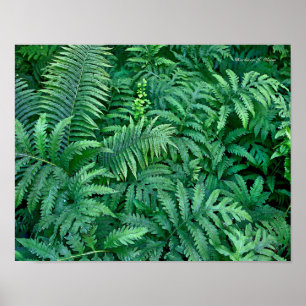 Pôster Samambaias: Canvas--liso
