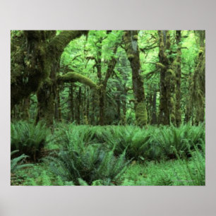 Pôster Samambaias que cobrem um assoalho da floresta
