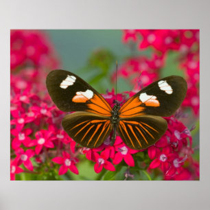 Poster Sammamish Washington Fotografia de Borboleta em 14