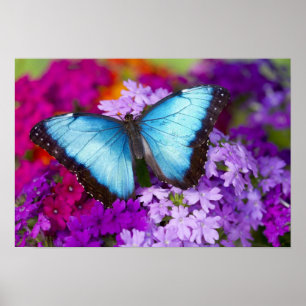 Pôster Sammamish Washington Tropical Butterfly