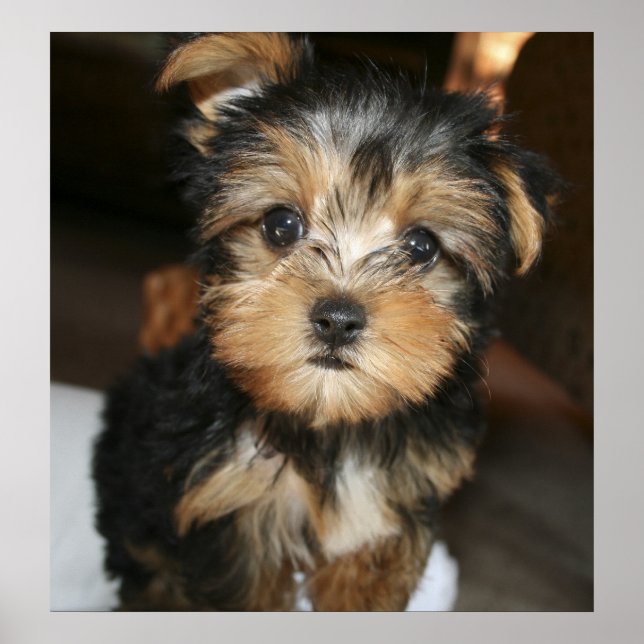 Poster Sampson (Frente)