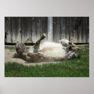 Poster Sand Bathing Donkey