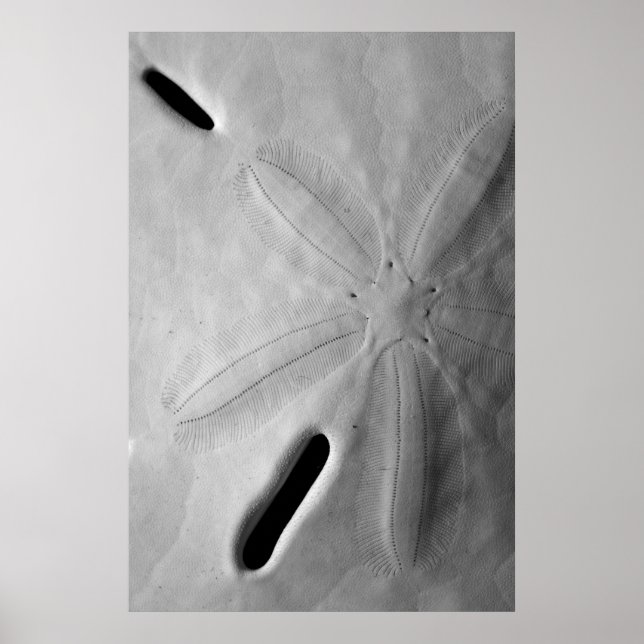 Poster Sand Dollar (Frente)