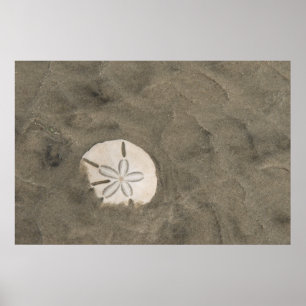 Poster Sand dollar (Echinarachnius parma)