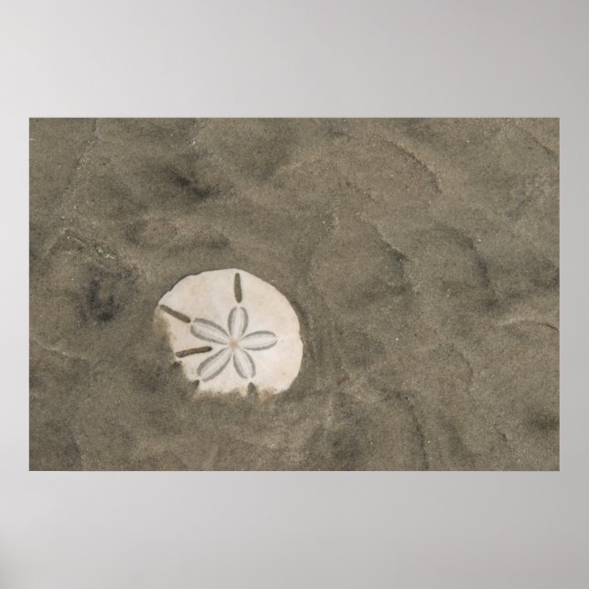 Poster Sand dollar (Echinarachnius parma) (Frente)