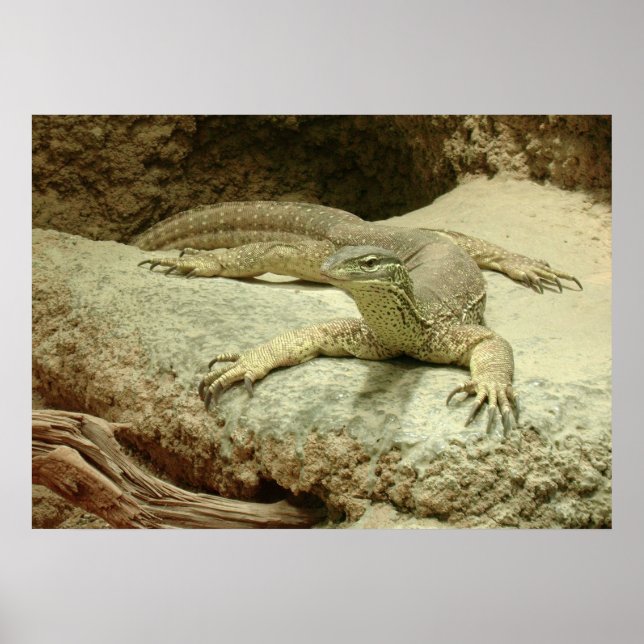 Poster Sand Goanna impressionante (Frente)