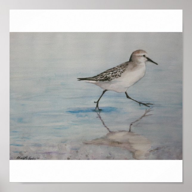 Poster Sand Piper Bird Art Print (Frente)