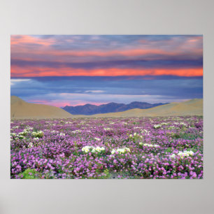 Poster Sand Verbena & Dune Primrose Wildflower no Sunset