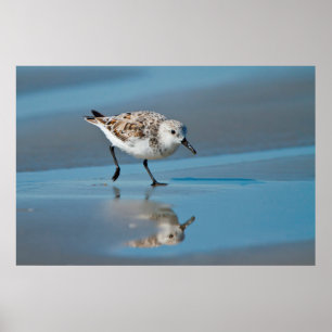 Poster Sanderling (Calidris Albe) Alimentando-Se Em Praia