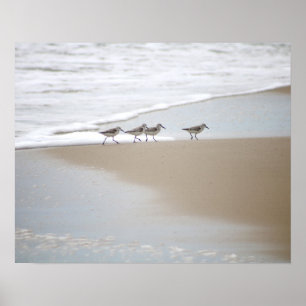 Poster Sanderlings Walking on the Beach Color 16x20 