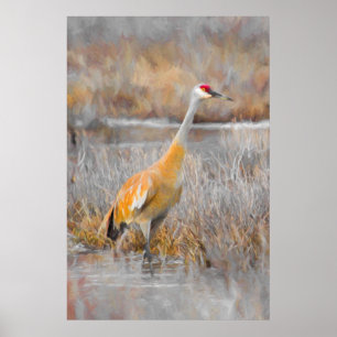 Pôster Sandhill Crane