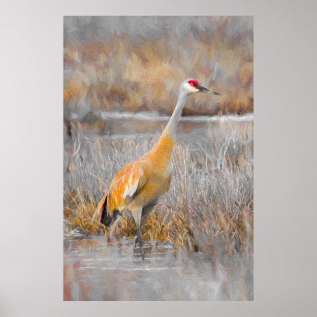 Pôster Sandhill Crane (Frente)