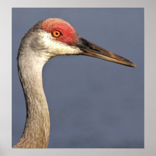 Pôster Sandhill Crane