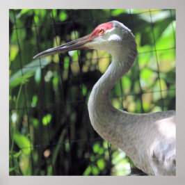 Poster Sandhill Crane