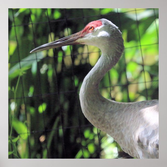 Poster Sandhill Crane (Frente)