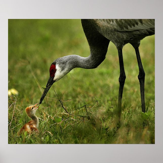 Pôster Sandhill Crane & Baby (Frente)