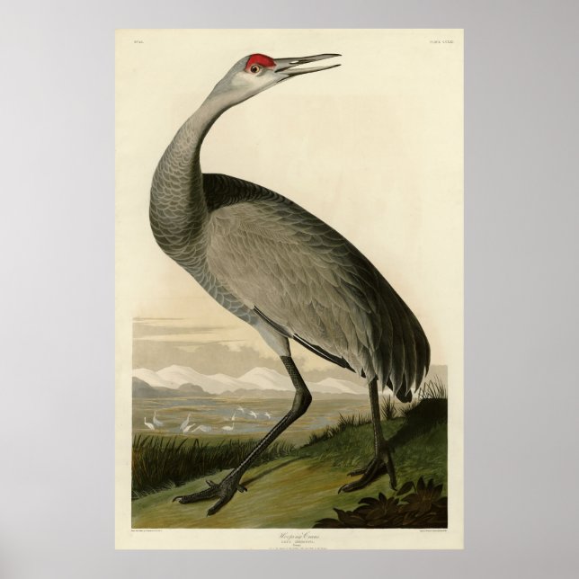 Poster Sandhill Crane das Aves da América de Audubon (Frente)