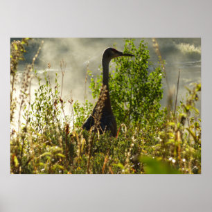 Pôster Sandhill Crane em Moose Ponds em Grand Teton