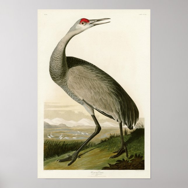 Pôster Sandhill Crane John James Audubon Birds da América (Frente)