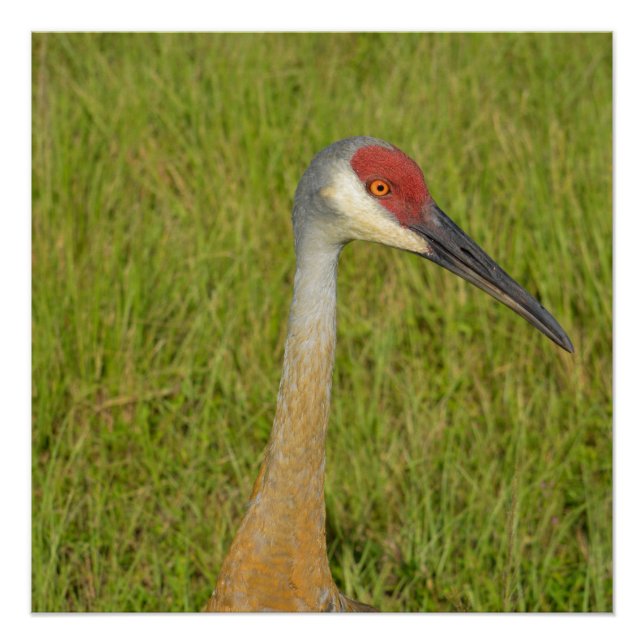 Pôster Sandhill Crane Vista Lado Fechar Fotografia (Frente)