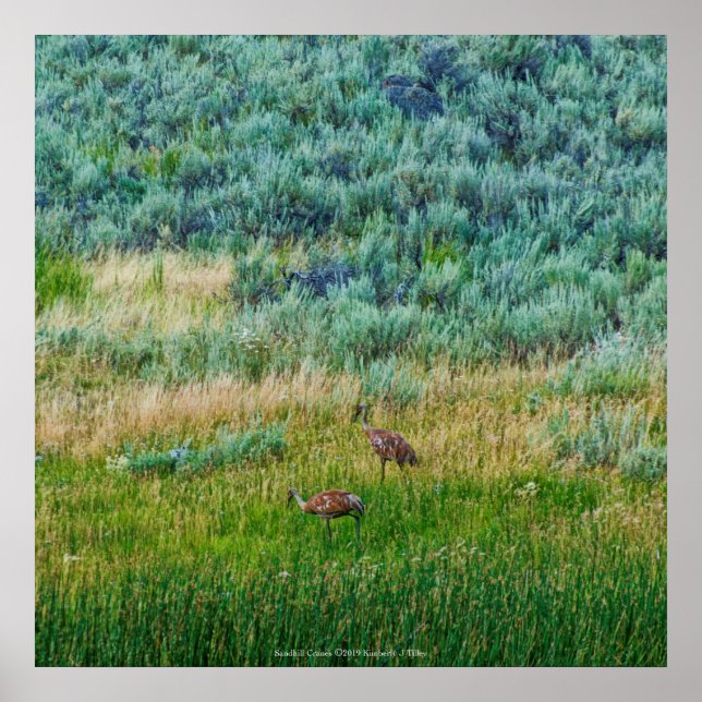 Poster Sandhill Cranes (Frente)