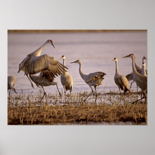 Pôster Sandhill Cranes o canadensis) do Grus Platte