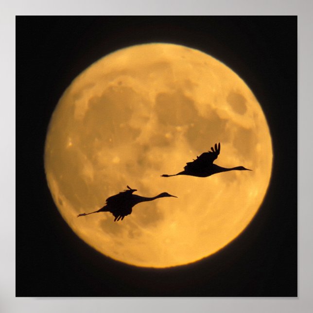 Poster Sandhill Cranes | Reserva Nacional de Fauna Selvag (Frente)