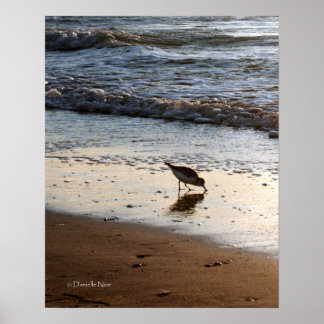 Poster Sandpiper