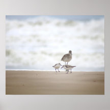 Sandpiper com Dois Sanderlings na Praia 16x20