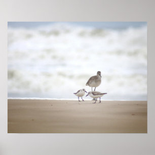 Poster Sandpiper com Dois Sanderlings na Praia 16x20