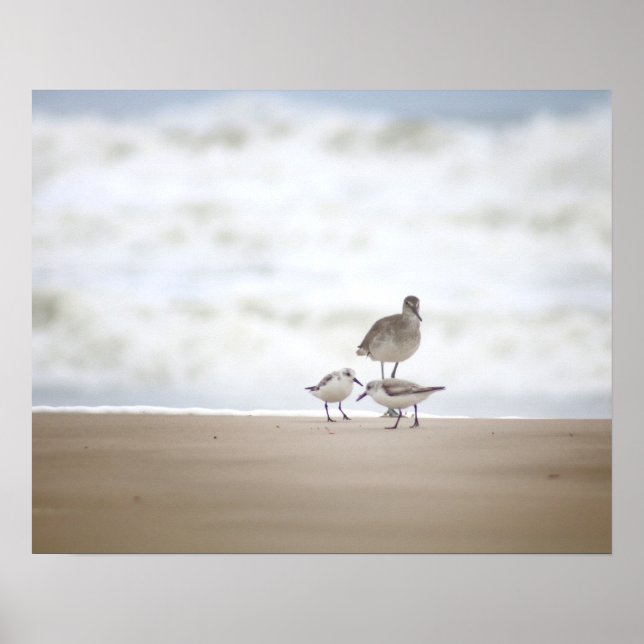 Poster Sandpiper com Dois Sanderlings na Praia 16x20 (Frente)