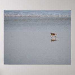 Poster Sandpiper Correndo Ao Longo Da Praia
