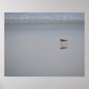 Poster Sandpiper Correndo Ao Longo Da Praia
