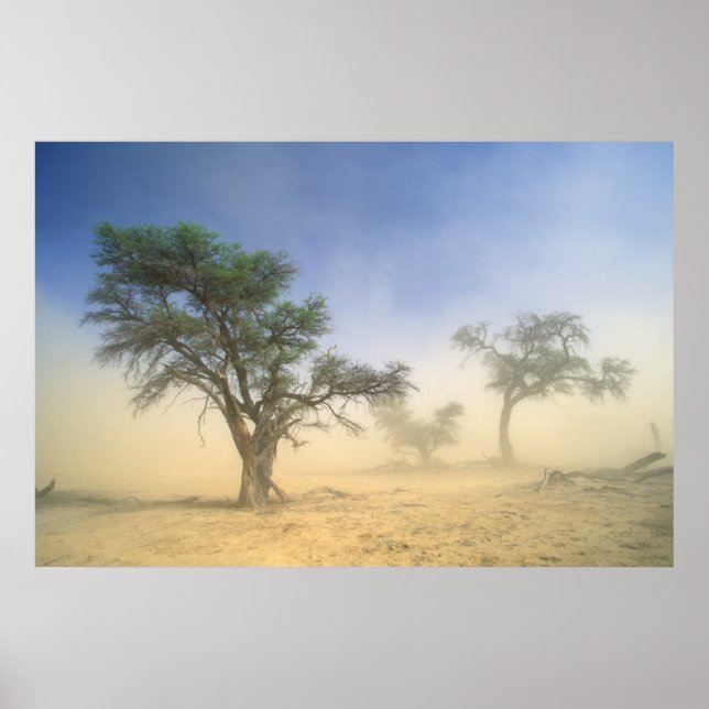 Poster Sandstorm No Deserto De Kalahari, Kgalagadi (Frente)