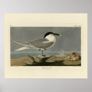 Poster Sanduíche (Cabot's) Tern, Aves de Audubon da Amér