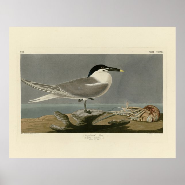 Poster Sanduíche (Cabot's) Tern, Aves de Audubon da Améri (Frente)