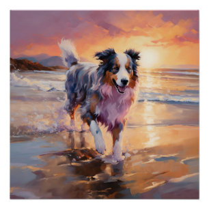 Pôster Sandy Australian Shepherd Dog on Beach Sunset